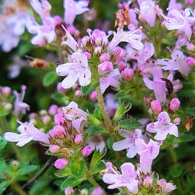 Pink Chintz Thyme Seeds