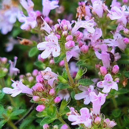 Pink Chintz Thyme Seeds