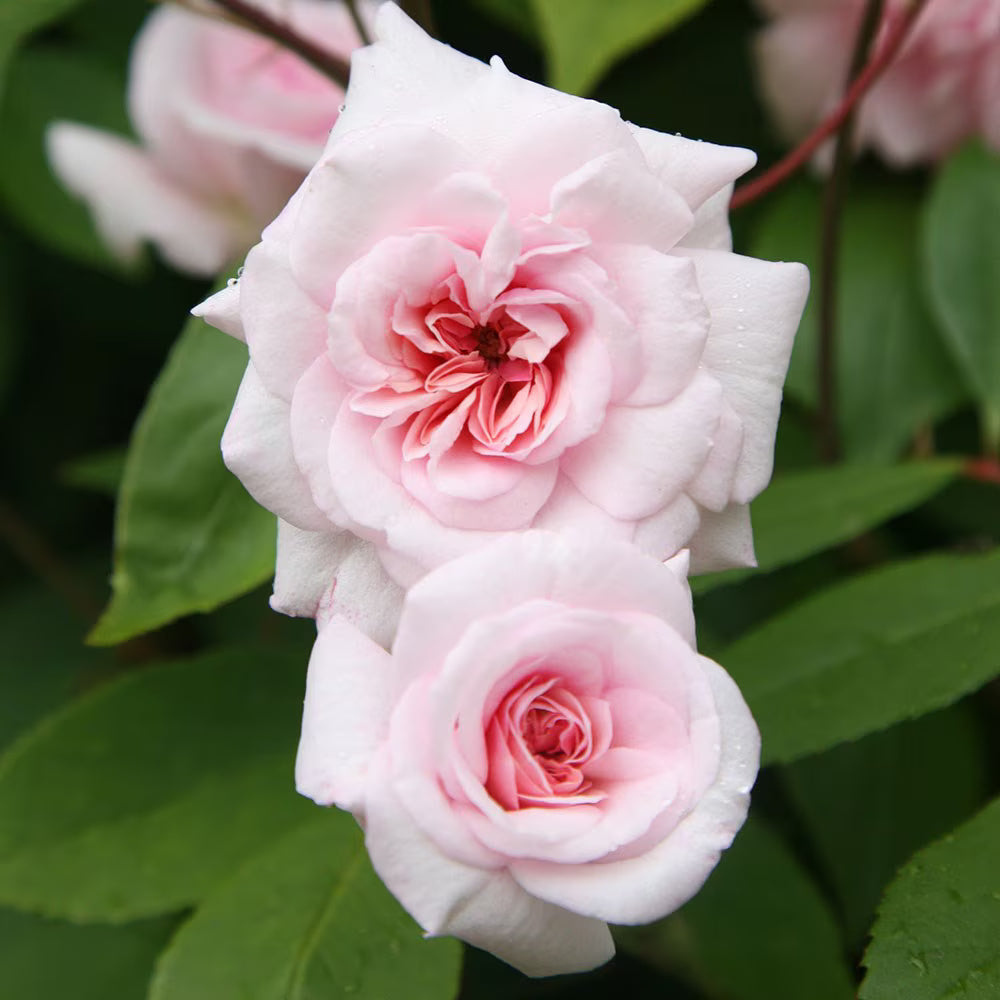 Pink Climbing Rose Cecile Brunner Seeds - Vegetable Plant
