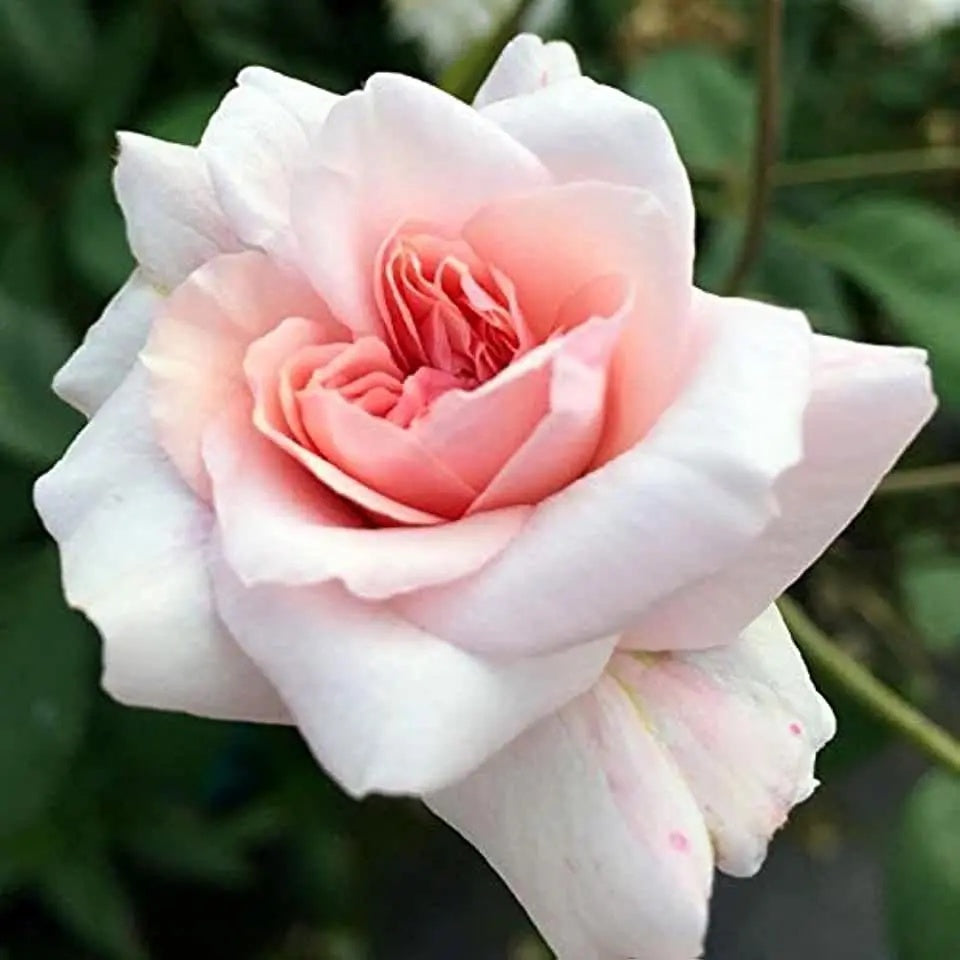 Pink Climbing Rose Cecile Brunner Seeds - Vegetable Plant