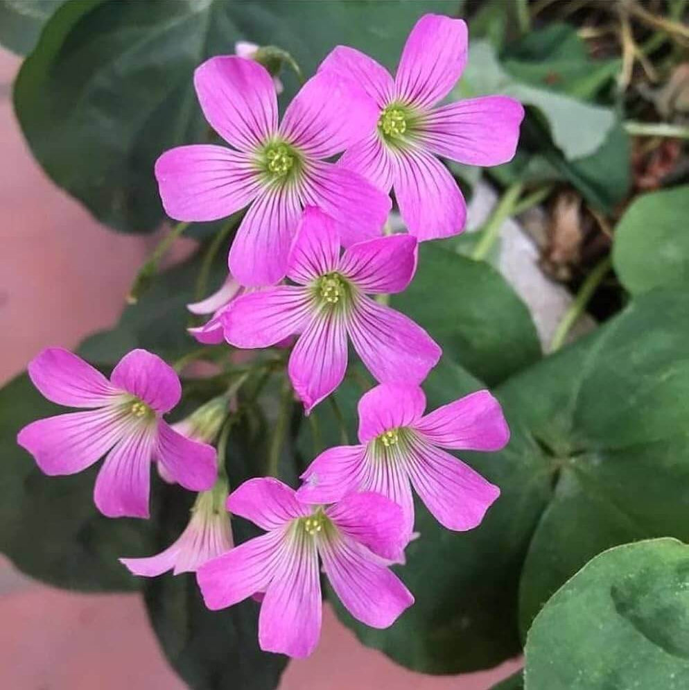  Pink Clover Seeds - Flower Plant
