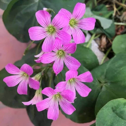  Pink Clover Seeds - Flower Plant