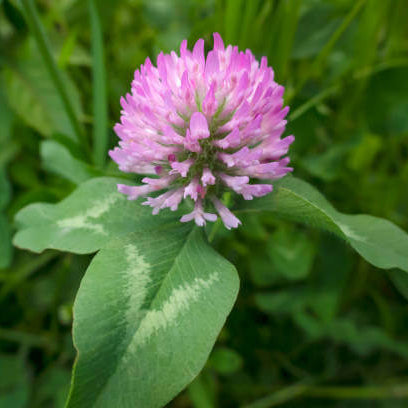 Pink_Clover_Seeds_-_Flower_Plant
