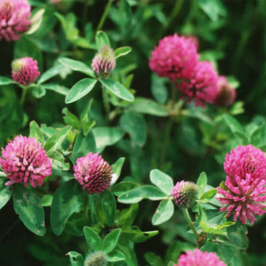 Pink_Clover_Seeds_-_Flower_Plant