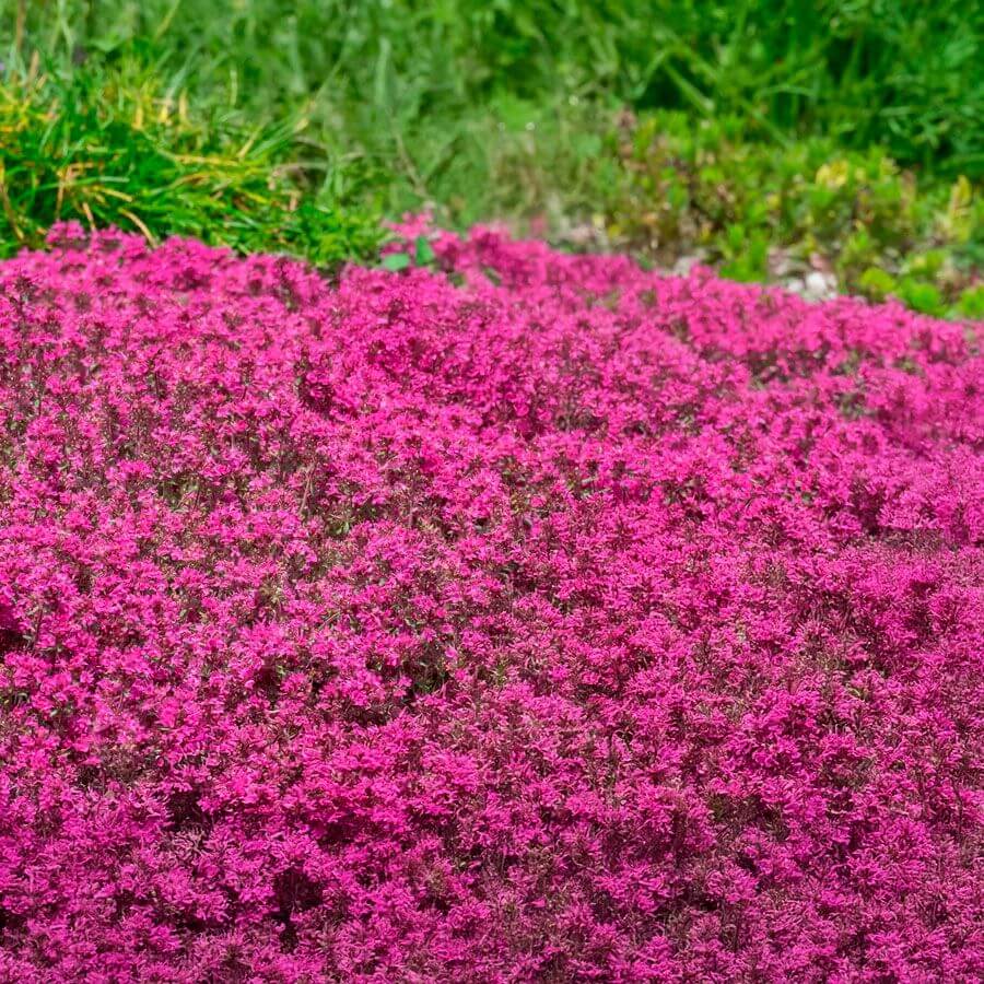 
Pink Creeping Thyme Seeds - Flower Plant