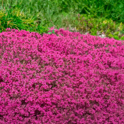 
Pink Creeping Thyme Seeds - Flower Plant