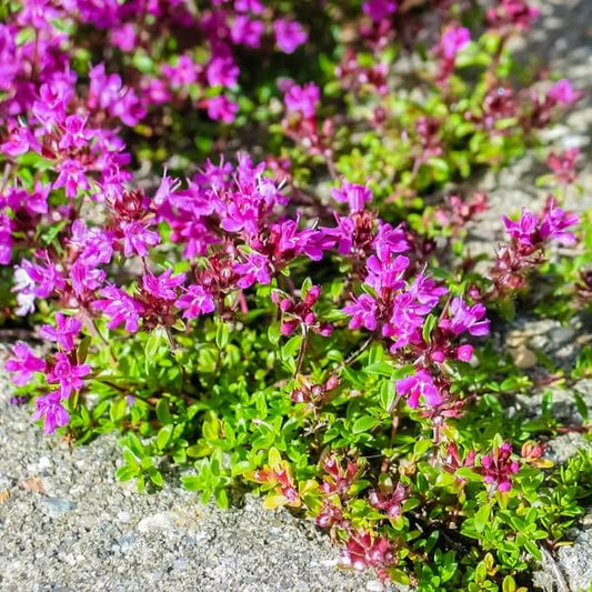 
Pink Creeping Thyme Seeds - Flower Plant
