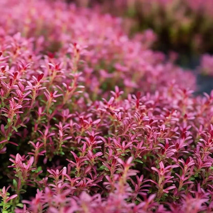 
Pink Creeping Thyme Seeds - Flower Plant
