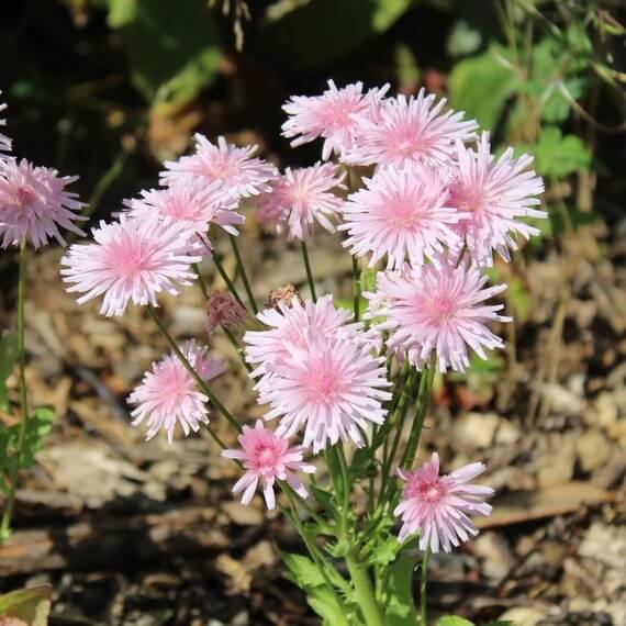 Pink Dandelion Seeds