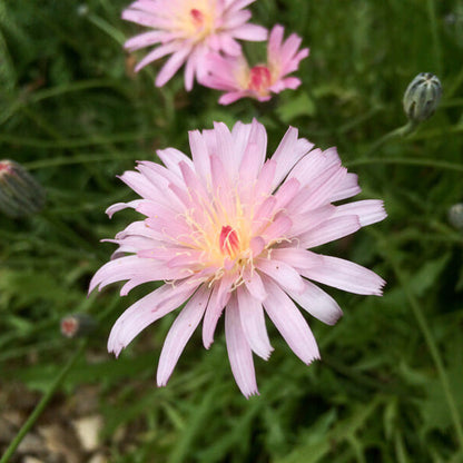 Pink Dandelion Seeds
