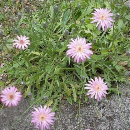 Pink Dandelion Seeds