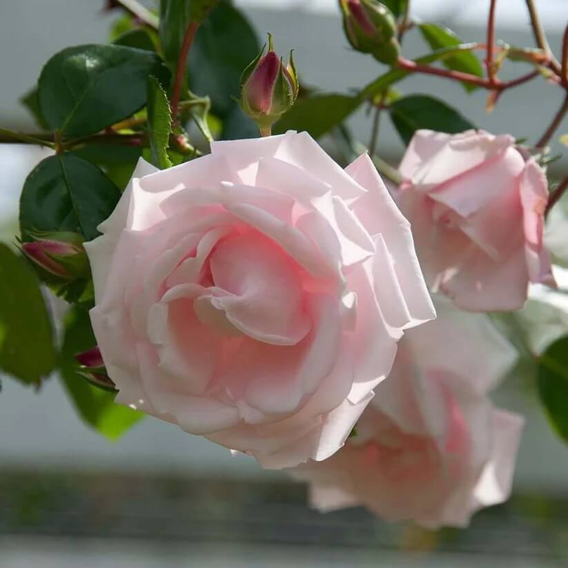Pink Dawn Rose seeds