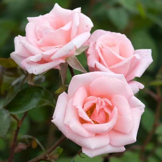Pink Dawn Rose seeds
