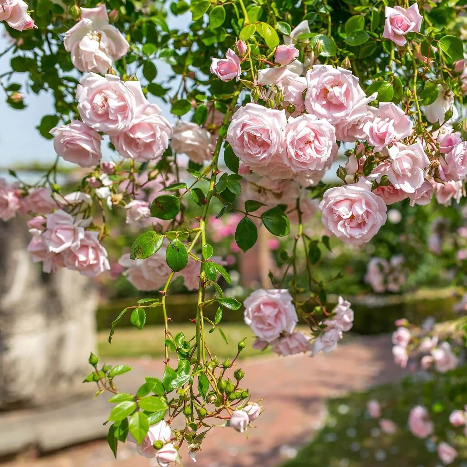 Pink Dawn Rose seeds