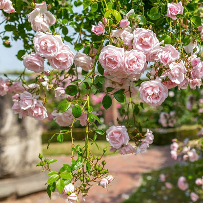 Pink Dawn Rose seeds