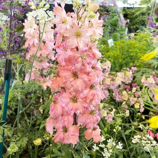 Pink Delphinium Seeds - Flower Plant for Home Gardens
