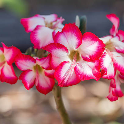 Pink Desert Rose Seeds - Flower Plant