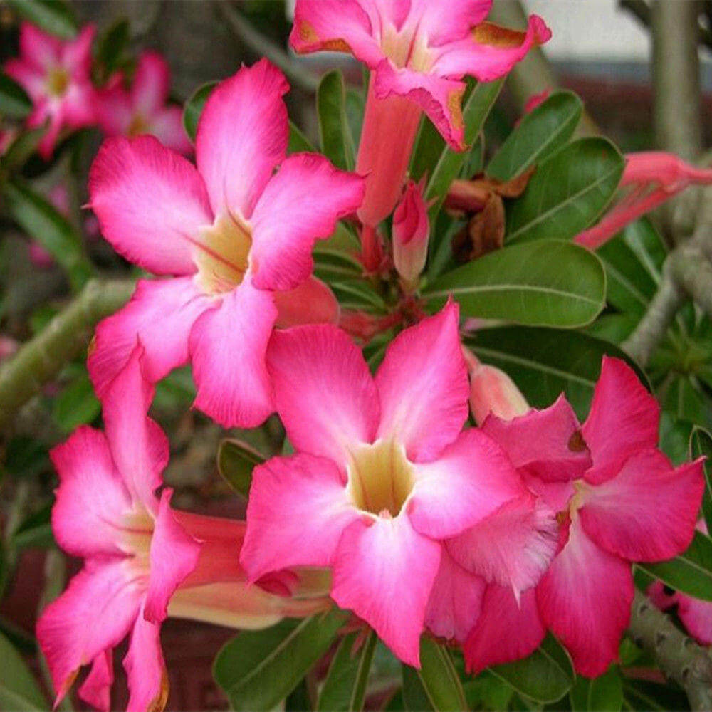 Pink Desert Rose Seeds - Flower Plant