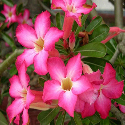 Pink Desert Rose Seeds - Flower Plant