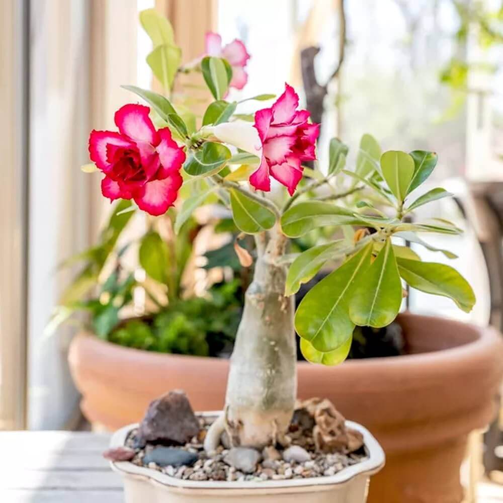 Pink Desert Rose Seeds - Flower Plant