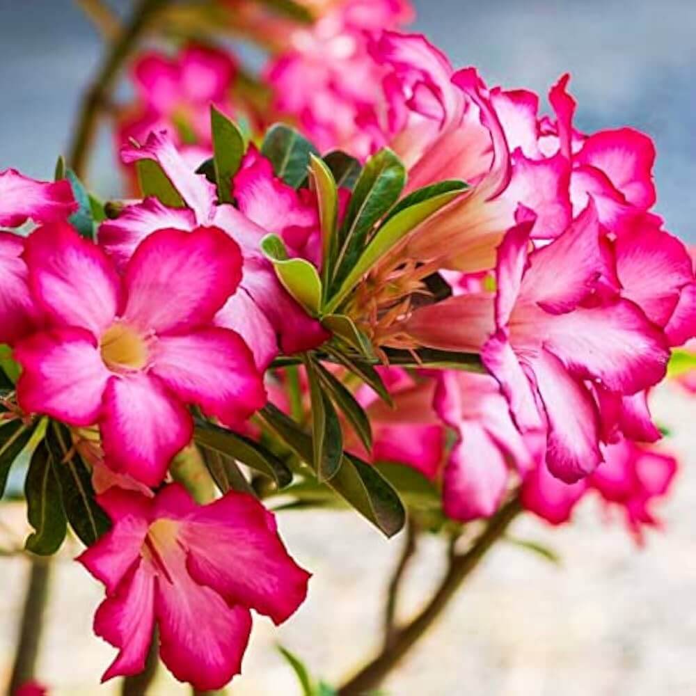 Pink Desert Rose Seeds - Flower Plant