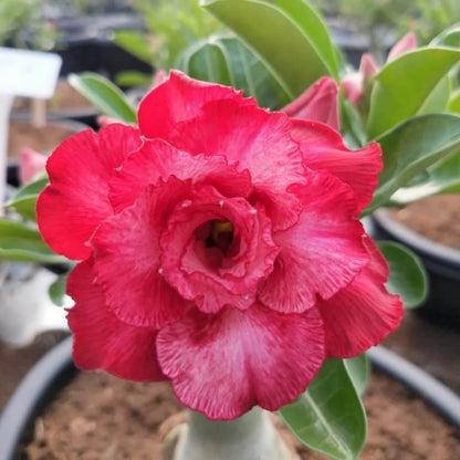 Pink Desert Rose Seeds - Flower Plant