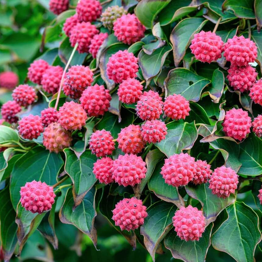 Pink Dogwood Seeds