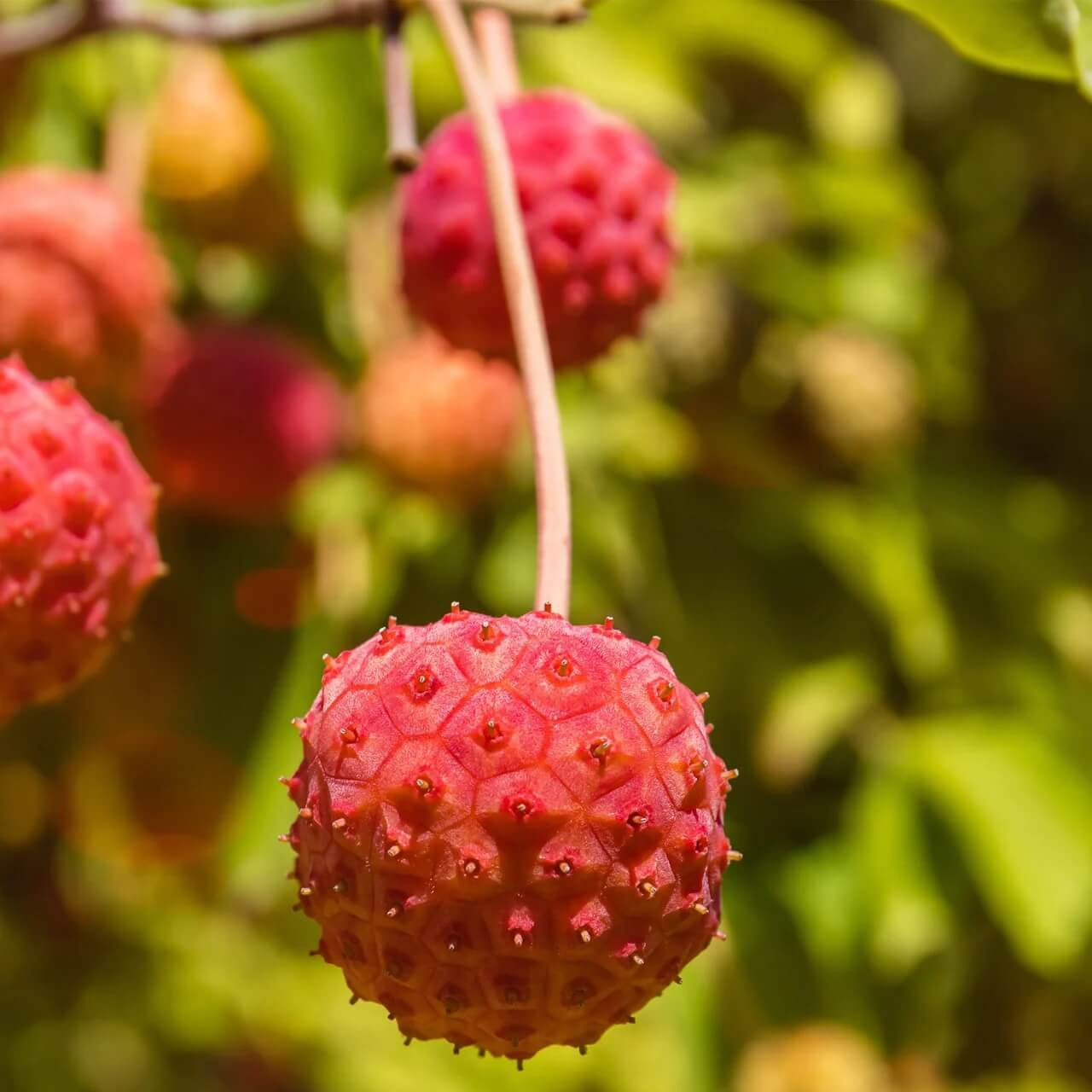 Pink Dogwood Seeds