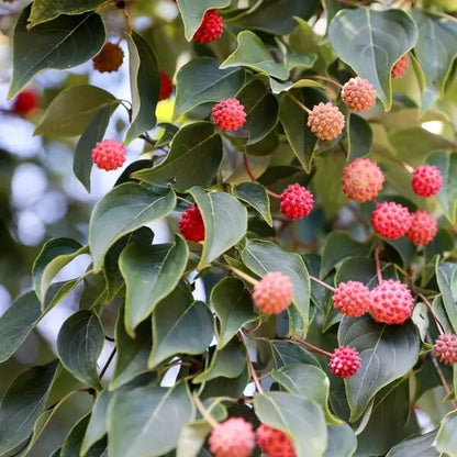 Pink Dogwood Seeds