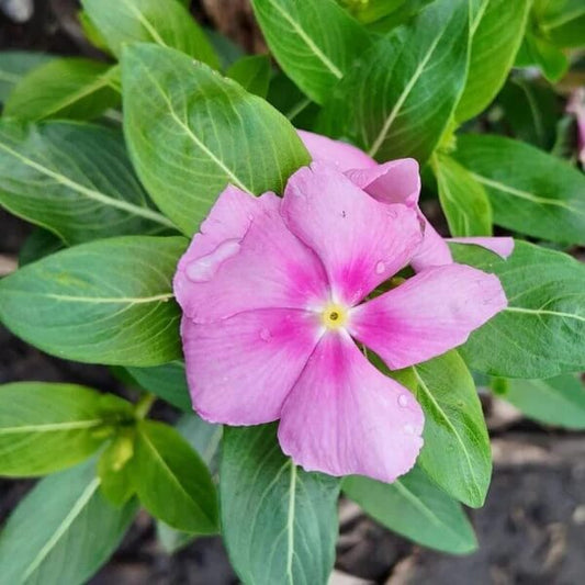 Pink Dwarf Rose Periwinkle Seeds