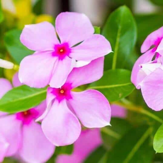 Pink Dwarf Rose Periwinkle Seeds