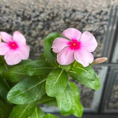 Pink Dwarf Rose Periwinkle Seeds