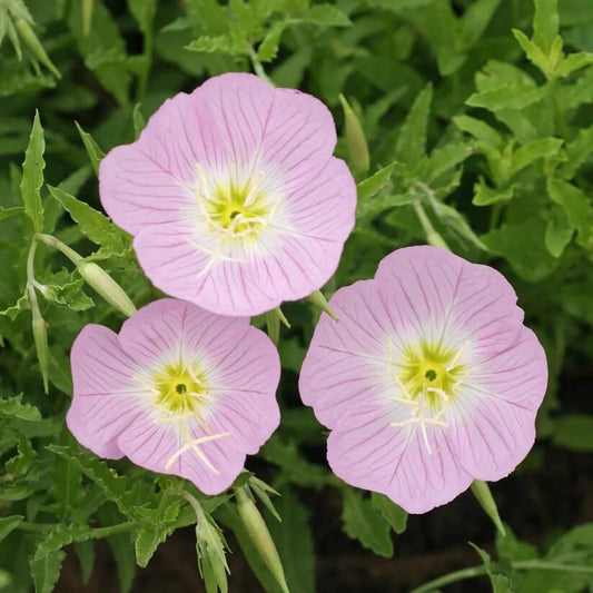 Pink Evening Primrose seeds