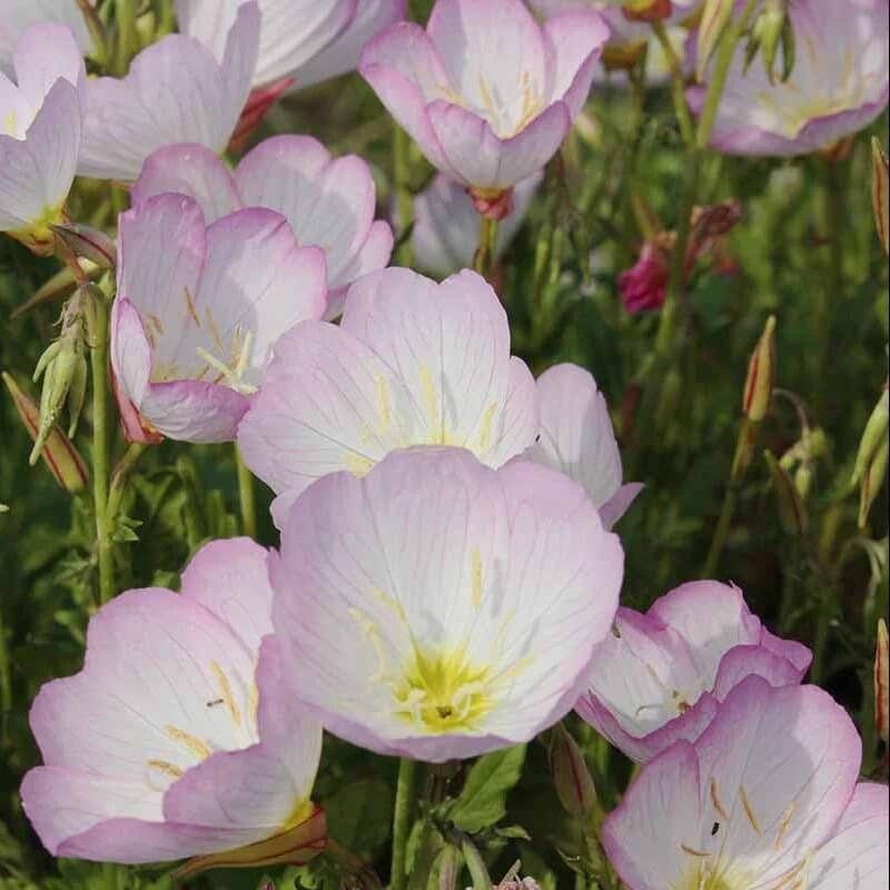 Pink Evening Primrose seeds