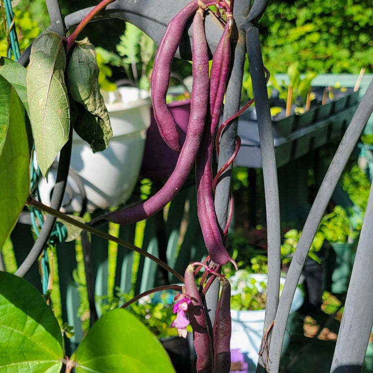 Pink Eyed Purple Hull Cowpea Seeds