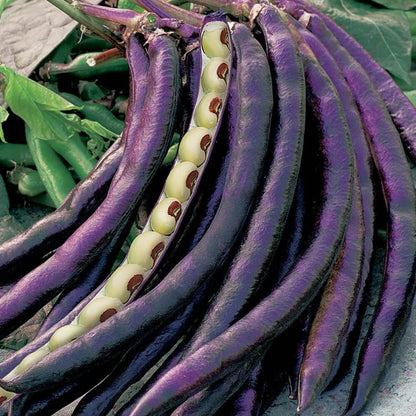 Pink Eyed Purple Hull Cowpea Seeds