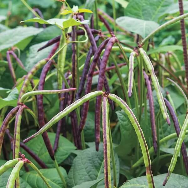 Pink Eyed Purple Hull Cowpea Seeds