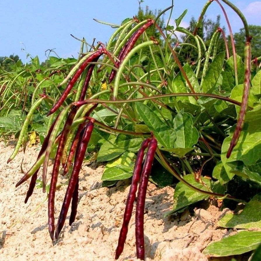 Pink Eyed Purple Hull Cowpea Seeds