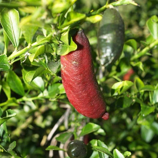 Pink Finger Lime Seeds