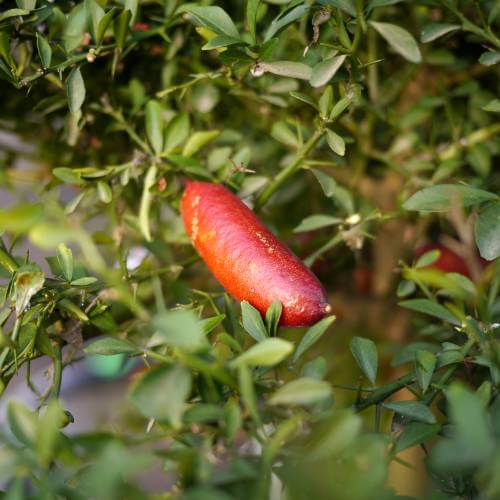 Pink_Finger_Lime_Seeds