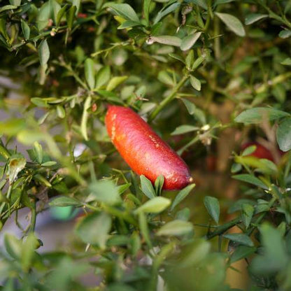 Pink_Finger_Lime_Seeds