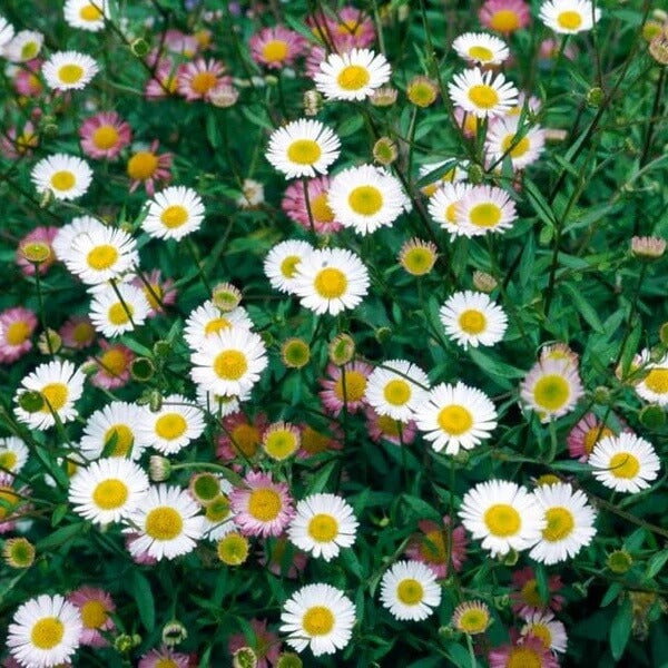 Pink Fleabane Daisy Seeds - Flower Seeds