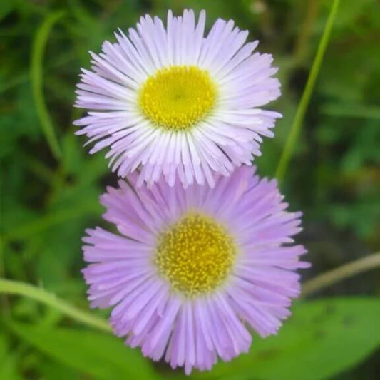 Pink Fleabane Daisy Seeds - Flower Seeds