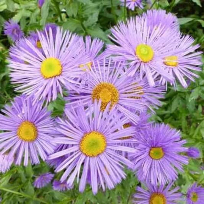 Pink Fleabane Daisy Seeds - Flower Seeds
