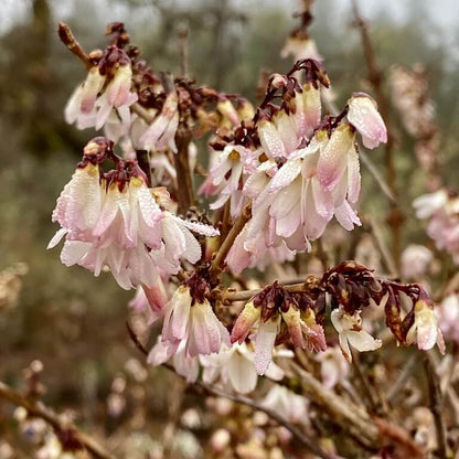 Pink Forsythia Seeds