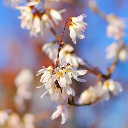 Pink Forsythia Seeds