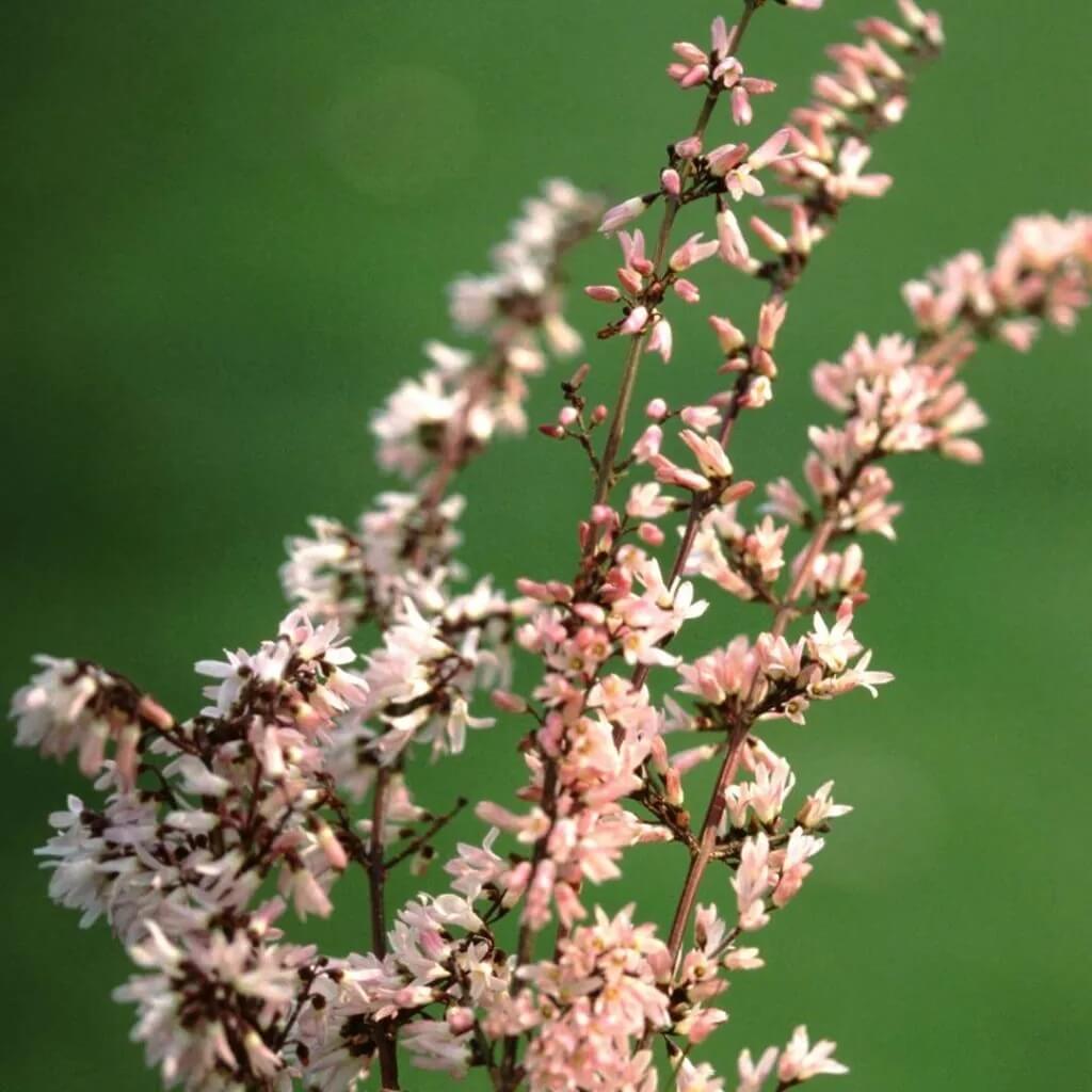 Pink Forsythia Seeds