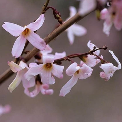 Pink Forsythia Seeds