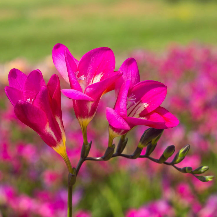 Pink Freesia Seeds - Flower Plant for Home Gardens