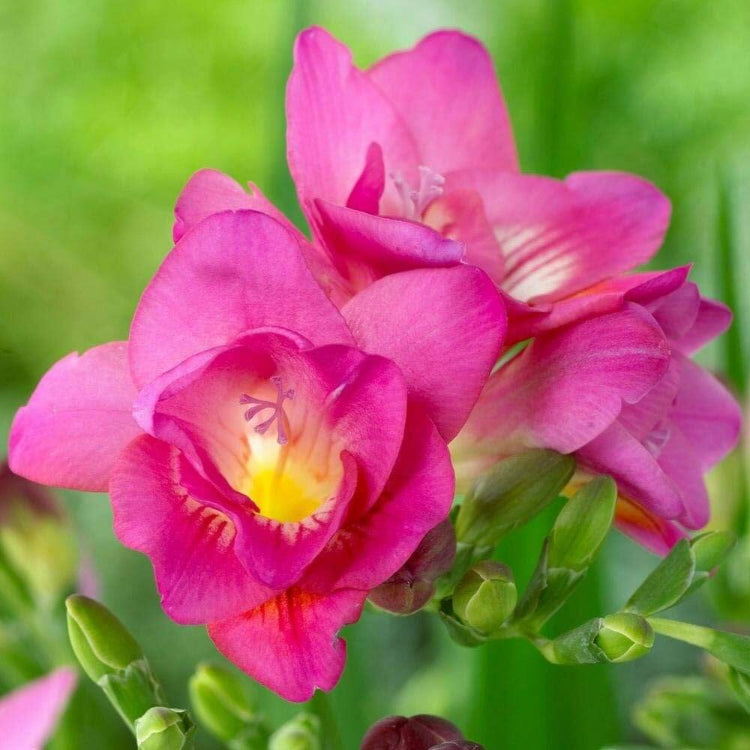 Pink Freesia Seeds - Flower Plant for Home Gardens